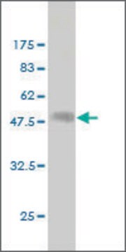 Monoclonal Anti-HLA-DPB1 antibody produced in mouse clone 2D3, ascites fluid