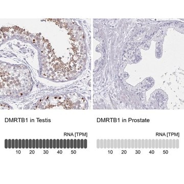 Anti-DMRTB1 antibody produced in rabbit Prestige Antibodies&#174; Powered by Atlas Antibodies, affinity isolated antibody, buffered aqueous glycerol solution