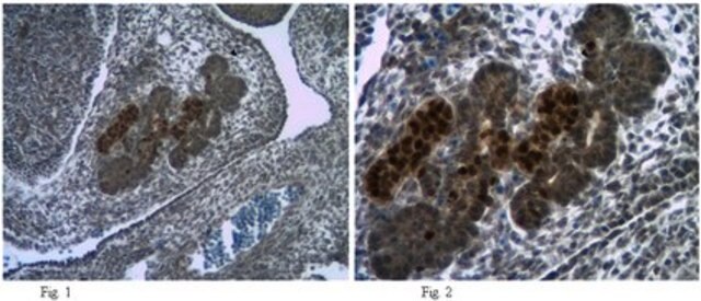 Anti-Rfx6 Antibody serum, from rabbit