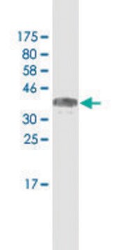 Monoclonal Anti-MACF1, (N-terminal) antibody produced in mouse clone 1G9, purified immunoglobulin, buffered aqueous solution