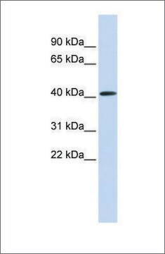 Anti-PARP11 antibody produced in rabbit affinity isolated antibody