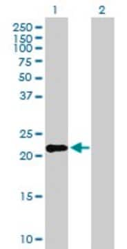 Anti-IFNK antibody produced in mouse purified immunoglobulin, buffered aqueous solution