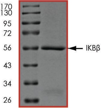 I?B&#946; , GST tagged human recombinant, expressed in E. coli, &#8805;70% (SDS-PAGE), buffered aqueous glycerol solution