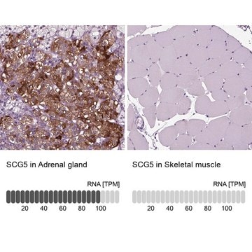 Anti-SCG5 antibody produced in rabbit Prestige Antibodies&#174; Powered by Atlas Antibodies, affinity isolated antibody, buffered aqueous glycerol solution