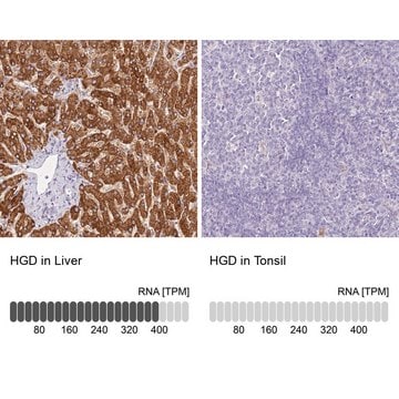 Anti-HGD antibody produced in rabbit Prestige Antibodies&#174; Powered by Atlas Antibodies, affinity isolated antibody, buffered aqueous glycerol solution