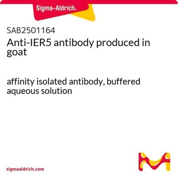 Anti-IER5 antibody produced in goat affinity isolated antibody, buffered aqueous solution