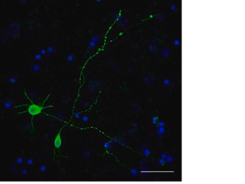 Marqueur pan-neuronal Milli-Mark&#174; FluoroPan conjugué à l'Alexa488 Milli-Mark FluoroPan Neuronal Marker -Alexa488 conjugated is an antibody targeting the FluoroPan Neuronal Marker protein, validated for use in ICC &amp; IF.