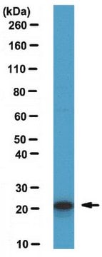 Anti-ASF1a Antibody from rabbit, purified by affinity chromatography