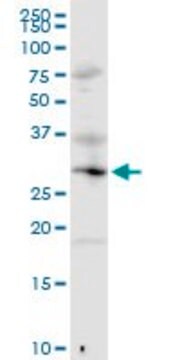 Anti-MED6 antibody produced in rabbit purified immunoglobulin, buffered aqueous solution