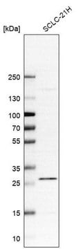 Anti-C12orf65 antibody produced in rabbit Prestige Antibodies&#174; Powered by Atlas Antibodies, affinity isolated antibody, buffered aqueous glycerol solution