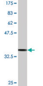 Monoclonal Anti-MYL6, (N-terminal) antibody produced in mouse clone 1D6, purified immunoglobulin, buffered aqueous solution