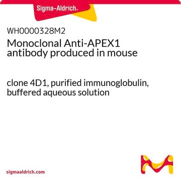 Monoclonal Anti-APEX1 antibody produced in mouse clone 4D1, purified immunoglobulin, buffered aqueous solution