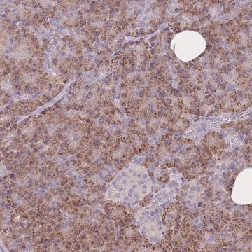 Anti-FRG2 antibody produced in rabbit Prestige Antibodies&#174; Powered by Atlas Antibodies, affinity isolated antibody, buffered aqueous glycerol solution