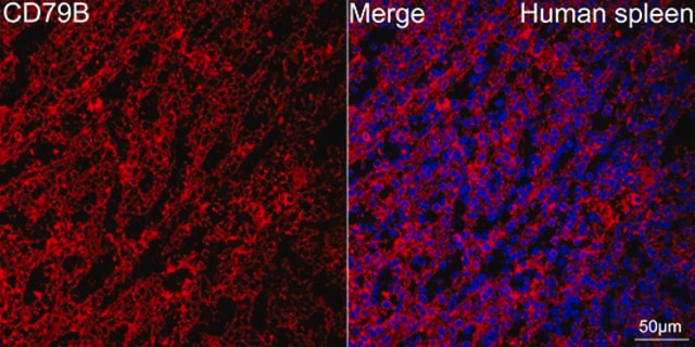 Anti-CD79B Antibody, clone 4C8W1, Rabbit Monoclonal