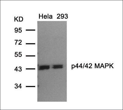 Anti-MAPK3 (Ab-202) antibody produced in rabbit affinity isolated antibody