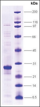 RAR &#946;-ligand binding domain (173-409) human recombinant, expressed in E. coli, &#8805;80% (SDS-PAGE)