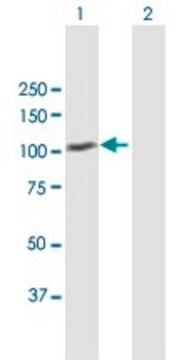 Anti-MDM1 antibody produced in mouse purified immunoglobulin, buffered aqueous solution