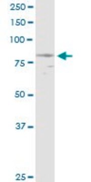 Anti-NPHP1 antibody produced in rabbit purified immunoglobulin, buffered aqueous solution