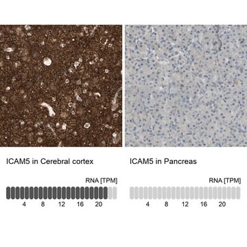 Anti-ICAM5 antibody produced in rabbit Ab1, Prestige Antibodies&#174; Powered by Atlas Antibodies, affinity isolated antibody, buffered aqueous glycerol solution