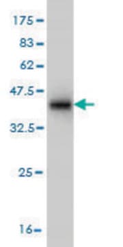 Monoclonal Anti-SUMF2 antibody produced in mouse clone 4B3, purified immunoglobulin, buffered aqueous solution