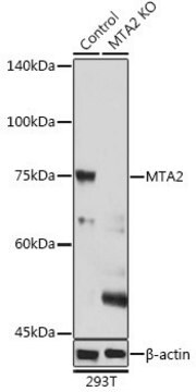 Anti- MTA2 antibody produced in rabbit