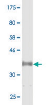 Monoclonal Anti-CYP46A1 antibody produced in mouse clone 2B5, purified immunoglobulin, buffered aqueous solution