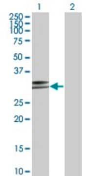 Monoclonal Anti-HLA-DPA1 antibody produced in mouse clone 1E3, purified immunoglobulin, buffered aqueous solution