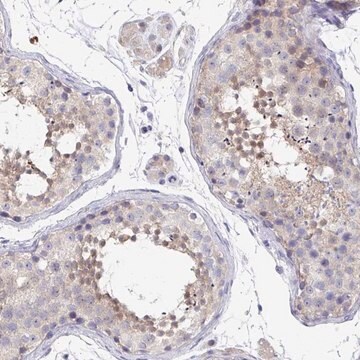 Anti-P2RX3 antibody produced in rabbit Prestige Antibodies&#174; Powered by Atlas Antibodies, affinity isolated antibody, buffered aqueous glycerol solution