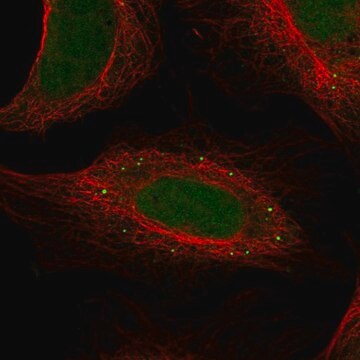 Anti-Fam186A Antibody Produced In Rabbit Prestige Antibodies&#174; Powered by Atlas Antibodies, affinity isolated antibody, buffered aqueous glycerol solution