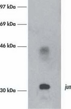 Anti-c-Jun/AP-1 (Ab-3) Mouse mAb (76) liquid, clone 76, Calbiochem&#174;