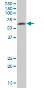 Anti-DPYSL5 antibody produced in mouse IgG fraction of antiserum, buffered aqueous solution