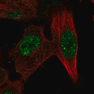 Anti-RFX8 antibody produced in rabbit Prestige Antibodies&#174; Powered by Atlas Antibodies, affinity isolated antibody