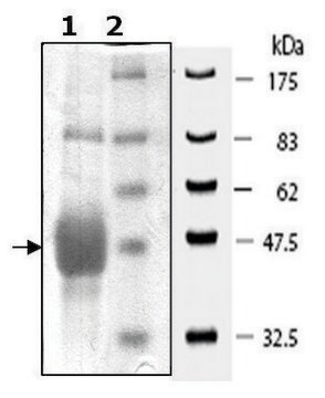 EphB2 active human recombinant, expressed in baculovirus infected Sf9 cells, &#8805;80% (SDS-PAGE)