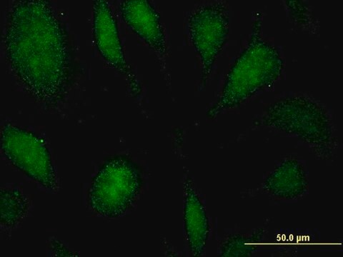 Monoclonal Anti-EEF1D antibody produced in mouse clone 4B12, purified immunoglobulin, buffered aqueous solution