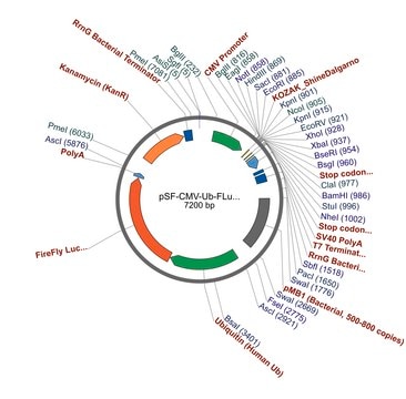 PSF-CMV-UB-FLUC ASCI - FIREFLY LUCIFERASE PLASMID plasmid vector for molecular cloning