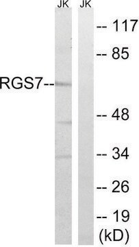 Anti-RGS7 antibody produced in rabbit affinity isolated antibody