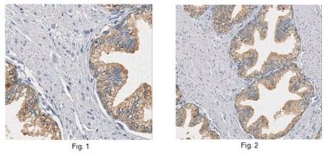 Anti-TSLP Antibody from rabbit, purified by affinity chromatography