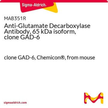 Anticorps anti-glutamate décarboxylase, isoforme de 65&nbsp;kDa, clone&nbsp;GAD-6 clone GAD-6, Chemicon&#174;, from mouse