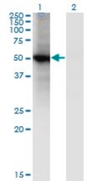 Monoclonal Anti-RORB antibody produced in mouse clone 4B4, purified immunoglobulin, buffered aqueous solution