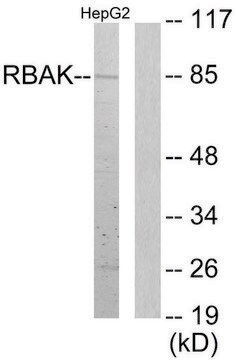 Anti-RBAK antibody produced in rabbit affinity isolated antibody