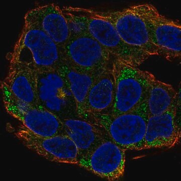 Anti-EFNA2 antibody produced in rabbit Prestige Antibodies&#174; Powered by Atlas Antibodies, affinity isolated antibody