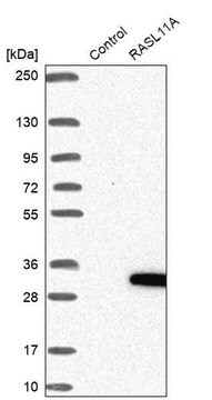 Anti-RASL11A antibody produced in rabbit Prestige Antibodies&#174; Powered by Atlas Antibodies, affinity isolated antibody, buffered aqueous glycerol solution