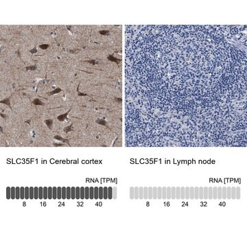 Anti-SLC35F1 antibody produced in rabbit Prestige Antibodies&#174; Powered by Atlas Antibodies, affinity isolated antibody, buffered aqueous glycerol solution