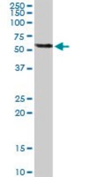 Monoclonal Anti-TRIM55 antibody produced in mouse clone 1A1, purified immunoglobulin, buffered aqueous solution