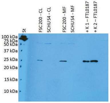  Anti-FTL0187 (F. tularensis ssp holarctica) antibody produced in rabbit