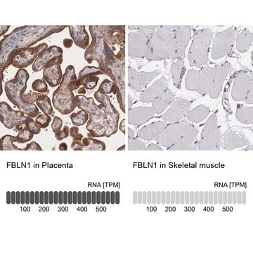 Anti-FBLN1 antibody produced in rabbit Prestige Antibodies&#174; Powered by Atlas Antibodies, affinity isolated antibody, buffered aqueous glycerol solution