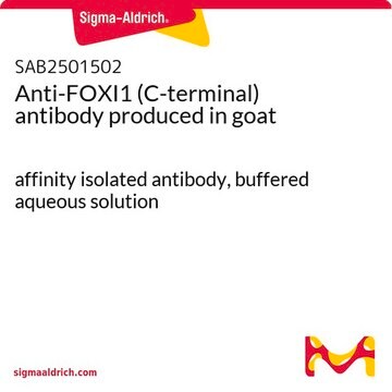 Anti-FOXI1 (C-terminal) antibody produced in goat affinity isolated antibody, buffered aqueous solution