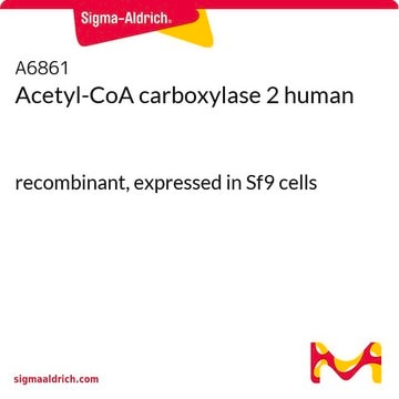 Acetyl-CoA carboxylase 2 human recombinant, expressed in Sf9 cells