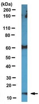 Anti-ARMS2 Antibody from rabbit, purified by affinity chromatography