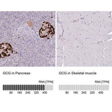 Anti-GCG antibody produced in rabbit Prestige Antibodies&#174; Powered by Atlas Antibodies, affinity isolated antibody, buffered aqueous glycerol solution